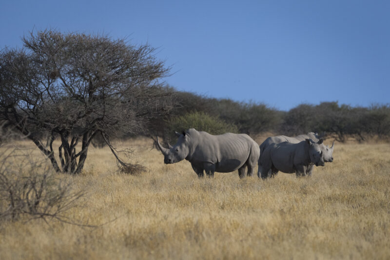 Travel Namibie 290